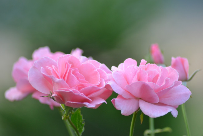 Обои картинки фото цветы, розы, бутон, роза
