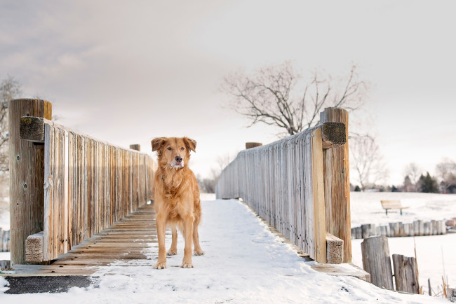Обои картинки фото животные, собаки, зима, gold, silver, рыжая, собака, снег