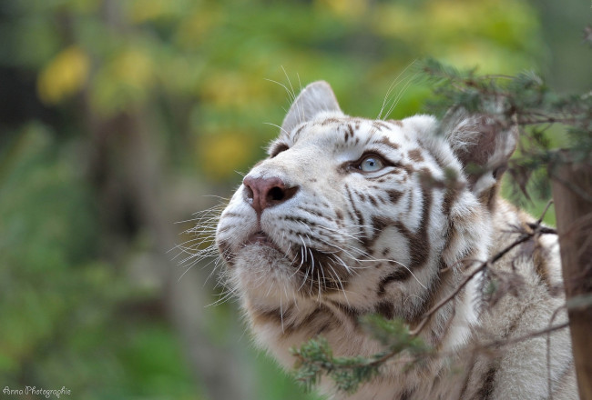 Обои картинки фото животные, тигры, белый, хищник, морда, смотрит, вверх, интерес, любопытство, внимание