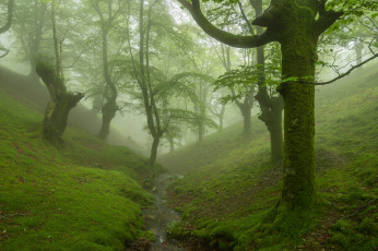 Картинка природа лес туман мох ручей овраг деревья