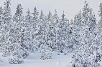 Картинка природа зима oregon деревья лес снег орегон ели