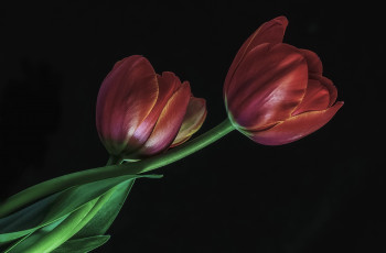 Картинка цветы тюльпаны красный бутоны