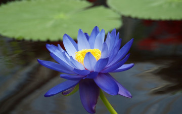 Картинка цветы лилии+водяные +нимфеи +кувшинки озеро стебель синяя водяная лилия листья
