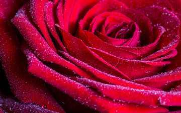 Картинка цветы розы бутон макро лепестки капли роза