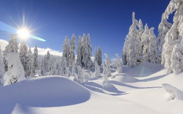 Картинка природа зима британская колумбия vancouver канада снег сугробы деревья ели british columbia canada ванкувер