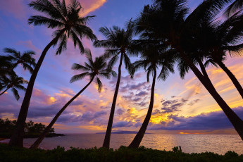 Картинка природа тропики песок пляж море пальмы