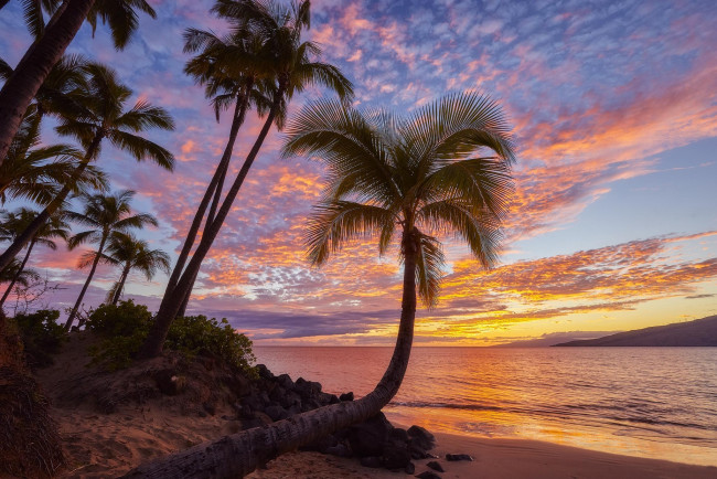 Обои картинки фото природа, тропики, пляж, море, песок, пальмы
