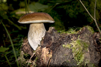 Картинка природа грибы простор