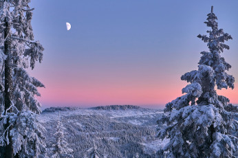 Картинка природа пейзажи деревья снег зима