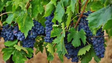 Картинка природа Ягоды +виноград простор