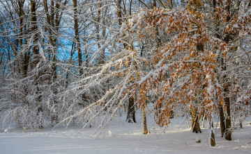 Картинка природа лес деревья снег зима