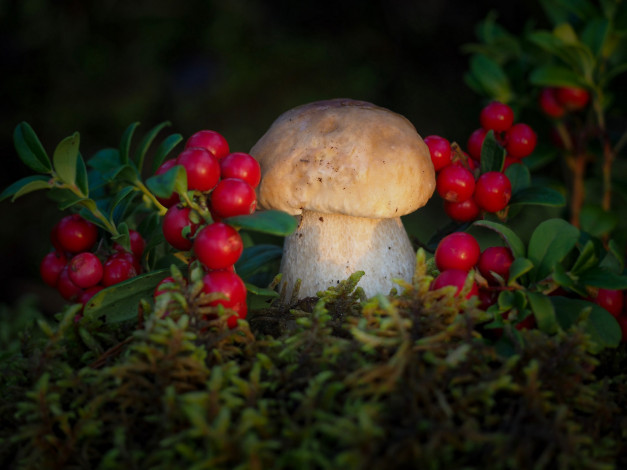 Обои картинки фото природа, грибы, простор