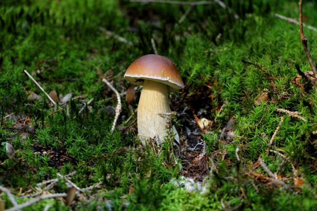 Обои картинки фото природа, грибы, простор