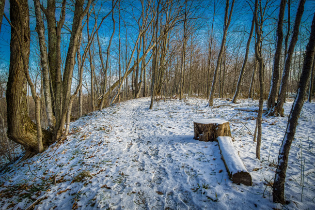 Обои картинки фото природа, лес, деревья, снег, зима