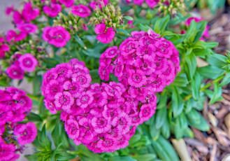Картинка цветы гвоздики розовый шабо гвоздика