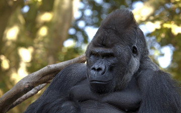 Картинка горилла животные обезьяны обезьяна чёрный примат поза взгляд шерсть