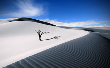 Картинка природа пустыни дюны песок пустыня небо дерево барханы
