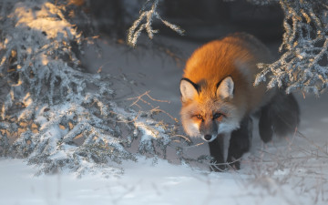 Картинка лисица животные лисы зима снег рыжая обыкновенная псовые лисицы млекопитающие мех пушнина лиса хищник