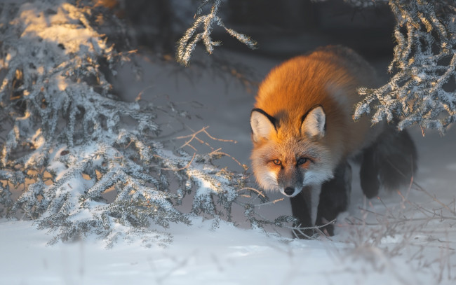 Обои картинки фото лисица, животные, лисы, зима, снег, рыжая, обыкновенная, псовые, лисицы, млекопитающие, мех, пушнина, лиса, хищник