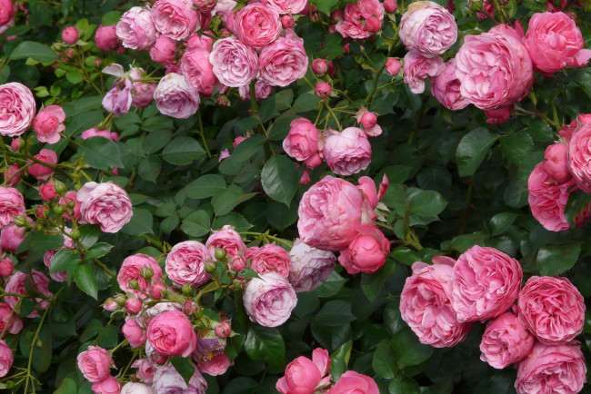 Обои картинки фото цветы, розы, куст, бутоны, розовые