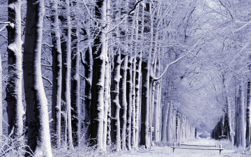 Картинка природа лес деревья аллея снег