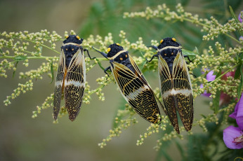 Картинка животные насекомые цикады