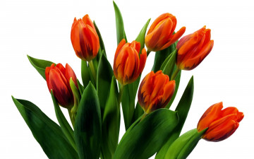 обоя цветы, тюльпаны, оранжевые