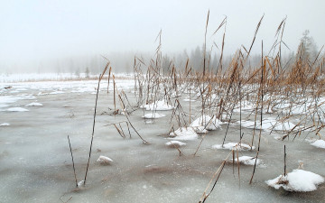 Картинка природа реки озера озеро камыши снег лед