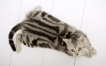 Картинка животные коты полосатая кошка