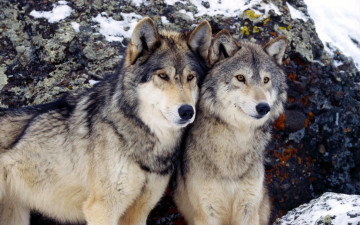 Картинка животные волки +койоты +шакалы пара зима