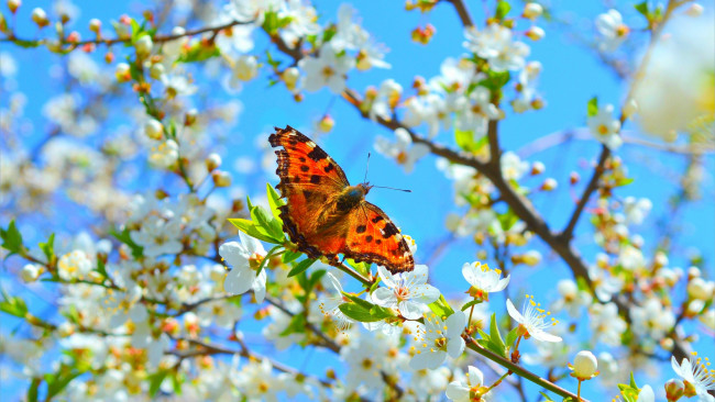 Обои картинки фото животные, бабочки,  мотыльки,  моли, весна