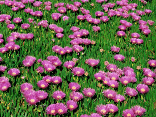 Картинка цветы аизовые