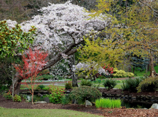 Картинка природа парк весна цветы деревья водоем