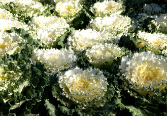 Картинка цветы декоративная капуста белый курчавый