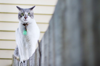 Картинка животные коты кот забор кошка