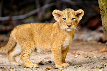 Картинка животные львы малыш львенок
