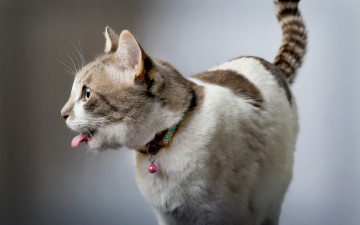 Картинка животные коты кошка язык кот