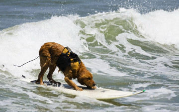 Картинка животные собаки море собака доска