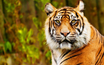 Картинка животные тигры тигр портрет