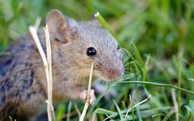 Обои картинки фото животные, крысы, мыши, мышь, грызун, трава