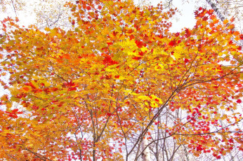 Картинка природа деревья осень takaten утро