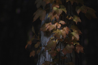 Картинка природа листья осень ствол дерево takaten