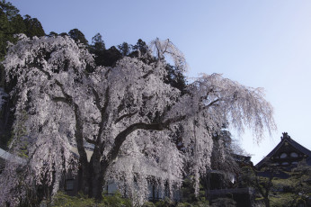 Картинка природа парк takaten весна цветение дерево