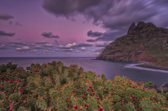 Картинка природа побережье кактусы небо цветут пунта-дель-идальго горы скалы атлантический океан выдержка пляж облака тенерифе канарские острова остров
