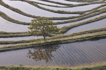 Картинка природа поля вода рисовые чеки дерево takaten