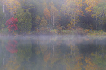 Картинка природа реки озера деревья вода takaten туман осень утро