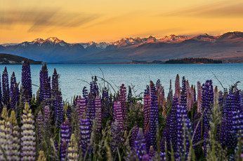 Картинка природа реки озера озеро текапо южный остров новая зеландия небо горы цветы люпины