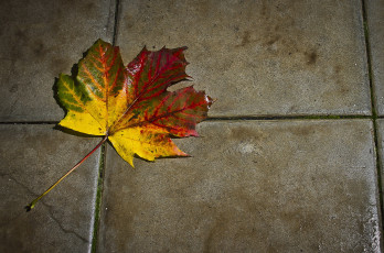 Картинка природа листья лист осенний плитка