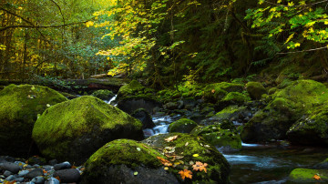 Картинка природа лес вода ручей камни мох