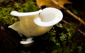 Картинка природа грибы белые макро